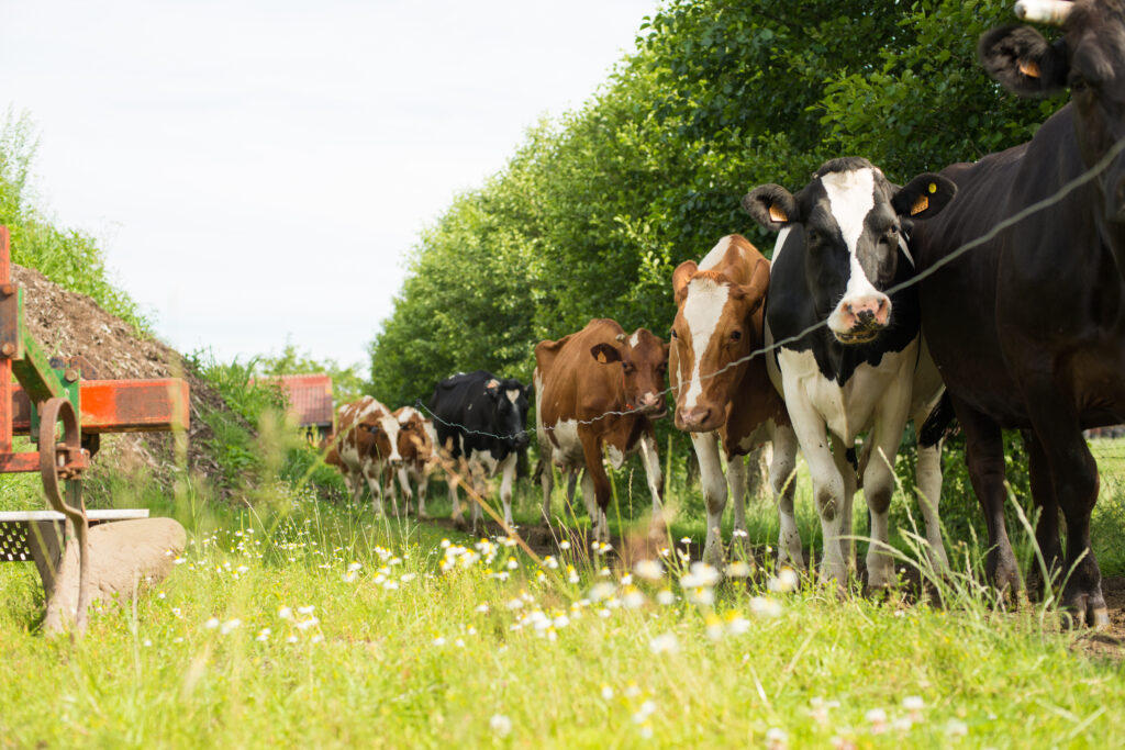 De mooiste koeienweides helpen bij het stikstofprobleem