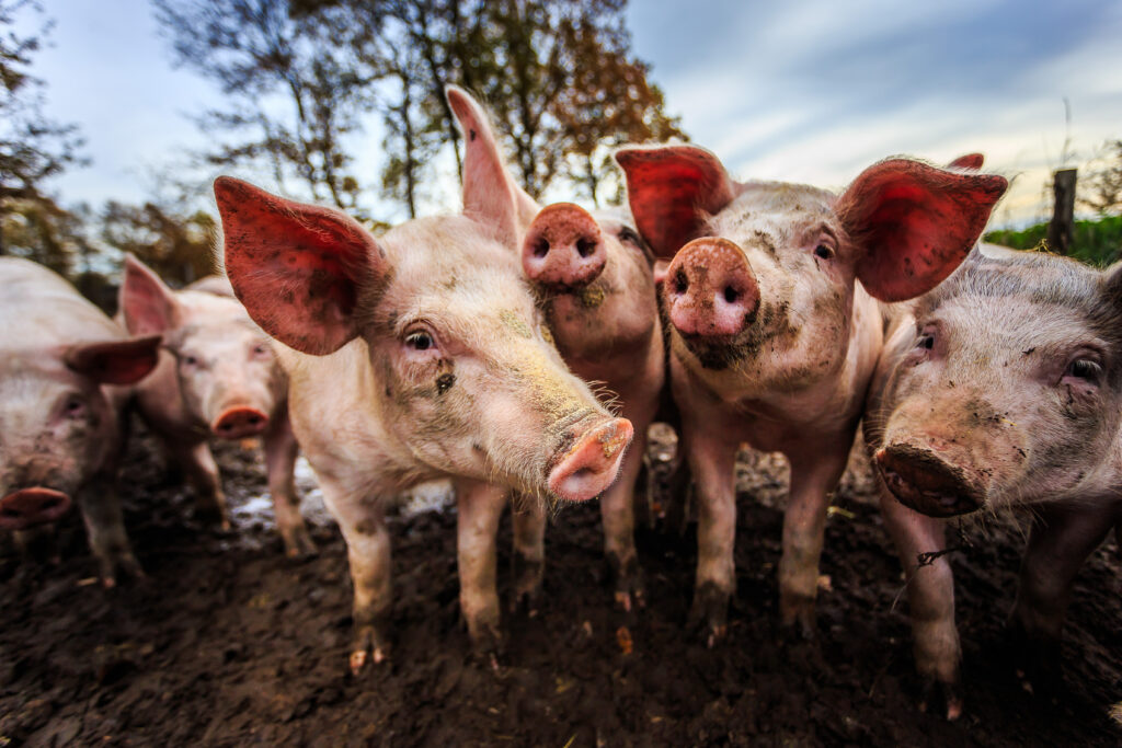 Bio gaat voor een beter dierenwelzijn: meer ruimte, rust en buitenlucht.