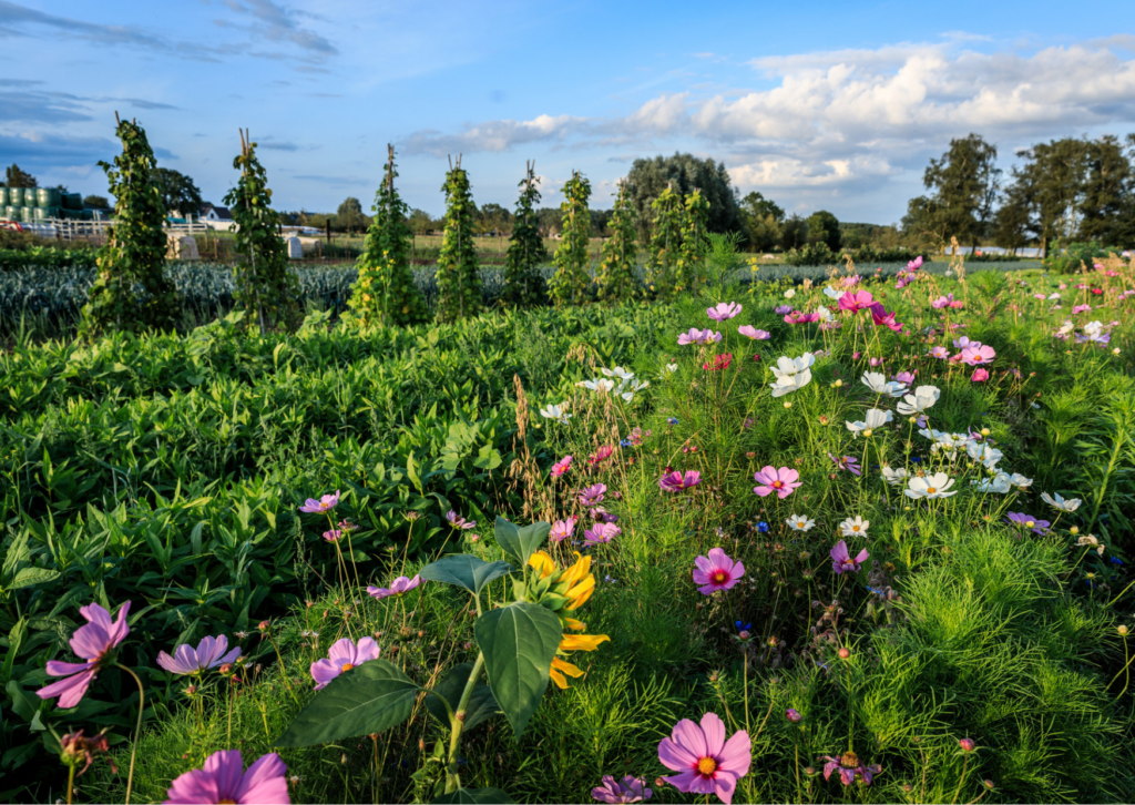 Wat is het verschil tussen biologische, agro-ecologische en regeneratieve landbouw?